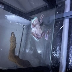 大人気　イエアメガエル　飼育セットの画像