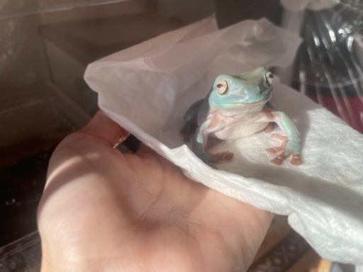 大人気　イエアメガエル　飼育セット