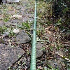 ウィンドサーフィン  一式の画像