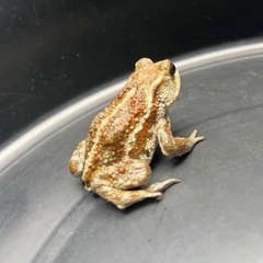 ミヤコヒキガエル 6.5cm前後　♀