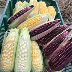 無人販売所にてトウモロコシ販売の画像
