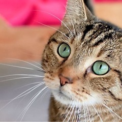 今日、2月22日はニャンニャンニャンで「猫の日」🐈🐈🐈の画像