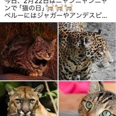 今日、2月22日はニャンニャンニャンで「猫の日」🐈🐈🐈