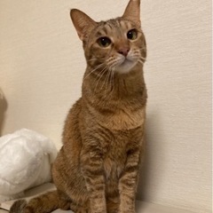 ツンデレ気まぐれ猫　らん