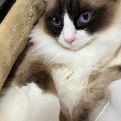 ラグドール♂3歳の甘えん坊🐾