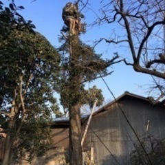 庭木の剪定、伐採　^ - ^  見積もり無料！ - 桐生市