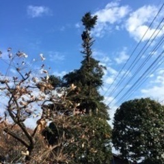 庭木の剪定、伐採　^ - ^  見積もり無料！ - 剪定/造園
