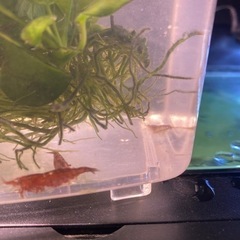 アヌビアスナナ＋赤系統のエビ5匹