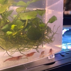 アヌビアスナナ＋赤系統のエビ5匹の画像