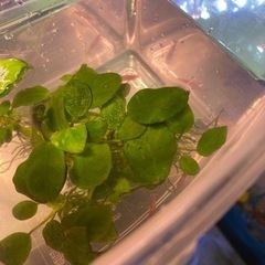 アヌビアスナナ＋赤系統のエビ5匹の画像