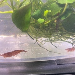 アヌビアスナナ＋赤系統のエビ5匹の画像