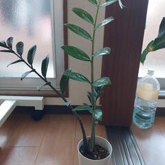 ディフェンバキア　その他植物の画像