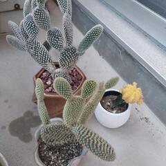 ディフェンバキア　その他植物の画像