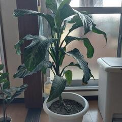 ディフェンバキア　その他植物