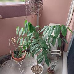 ディフェンバキア　その他植物の画像