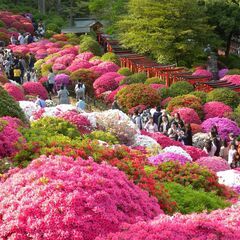 4/1～4/30 文京つつじまつり根津神社でキッチンカー出店者募集！ - 文京区