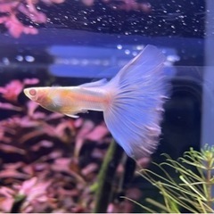 rreaアクアマリンレッド（パンジー) 国産グッピー　1ペア＋メス1 熱帯魚　アクアリウムの画像