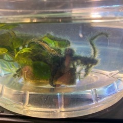 アヌビアスナナ小＋ミナミヌマエビ5匹