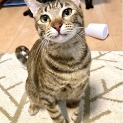 甘々♡クネクネして愛情表現してくれる　ぷらむ