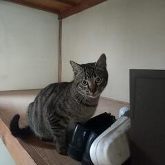 キジトラちゃんオス去勢手術済み耳カットあり（控えめ）　生後６ヶ月...