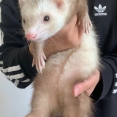 マウンテンビューフェレット3歳(シナモン)里親募集中です