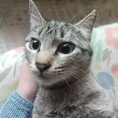 キジトラのメスちゃん避妊手術済み耳カットあり（控えめ）　生後５ヶ...