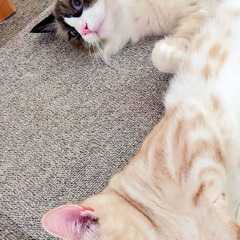 2歳の♂甘え上手なアメリカンショートヘア