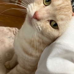 2歳の♂甘え上手なアメリカンショートヘア - 横浜市