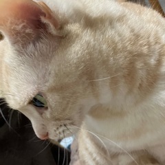 2歳の♂甘え上手なアメリカンショートヘア - 猫
