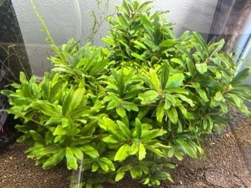 ブセファランドラsp クアラクヤン