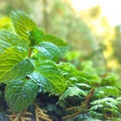 未接種の解毒お茶会in恵比寿