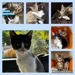 兄弟猫（オスとメス）