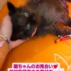 3/3(日)譲渡会♪10月生ラパーマ♂ブラック (⋈◍＞◡＜◍)。✧♡