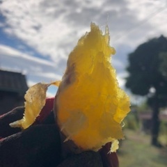 炭火焼き芋(紅はるか)食べにきませんか🍠