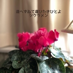 家庭俳句会の画像