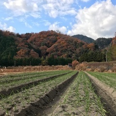 黒にんにく　海女の温もりの画像