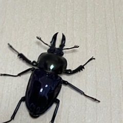 ニジイロクワガタ　ペア①の画像