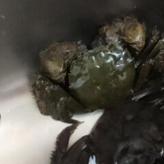 モクズガニ