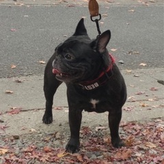 ブリーダーからの保護犬です