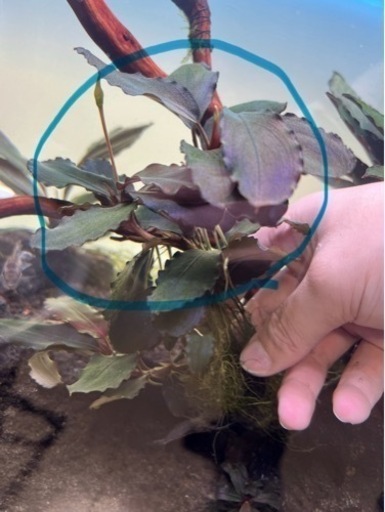 ブセファランドラ AW No1