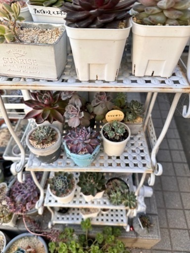 多肉植物など