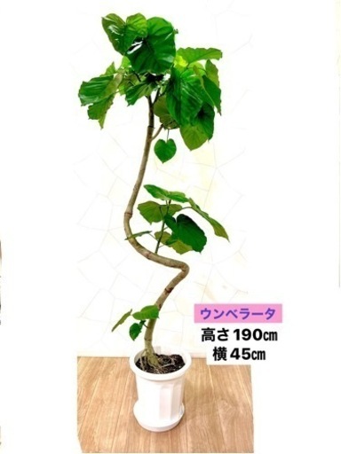 ウンベラータ　約2M