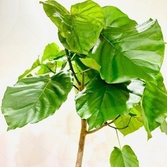 ウンベラータ　約2Mの画像