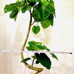 ウンベラータ　約2Mの画像