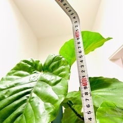 ウンベラータ　約2Mの画像