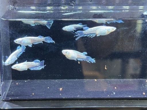 めだか? ͛.*エルビス1ペアꕤ︎︎·͜· (ak) 倉敷のその他の中古あげます 
