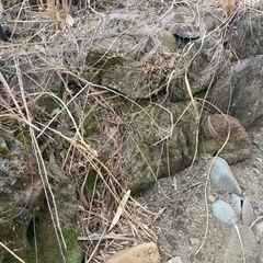 急募！庭石全部持って行ってくれる方限定　謝礼払います − 宮城県