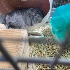 アンゴラチンチラオス