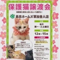 島忠ホームズ草加舎人店保護猫譲渡会