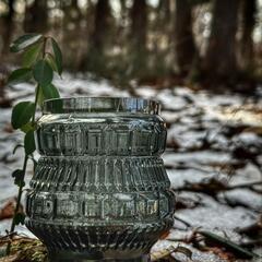 ヤマトキジャネフォー　ホヤ　ヴァイオレット ヤマトキジャネフォー ホヤ ヴァイオレット Yamatoki Janefo